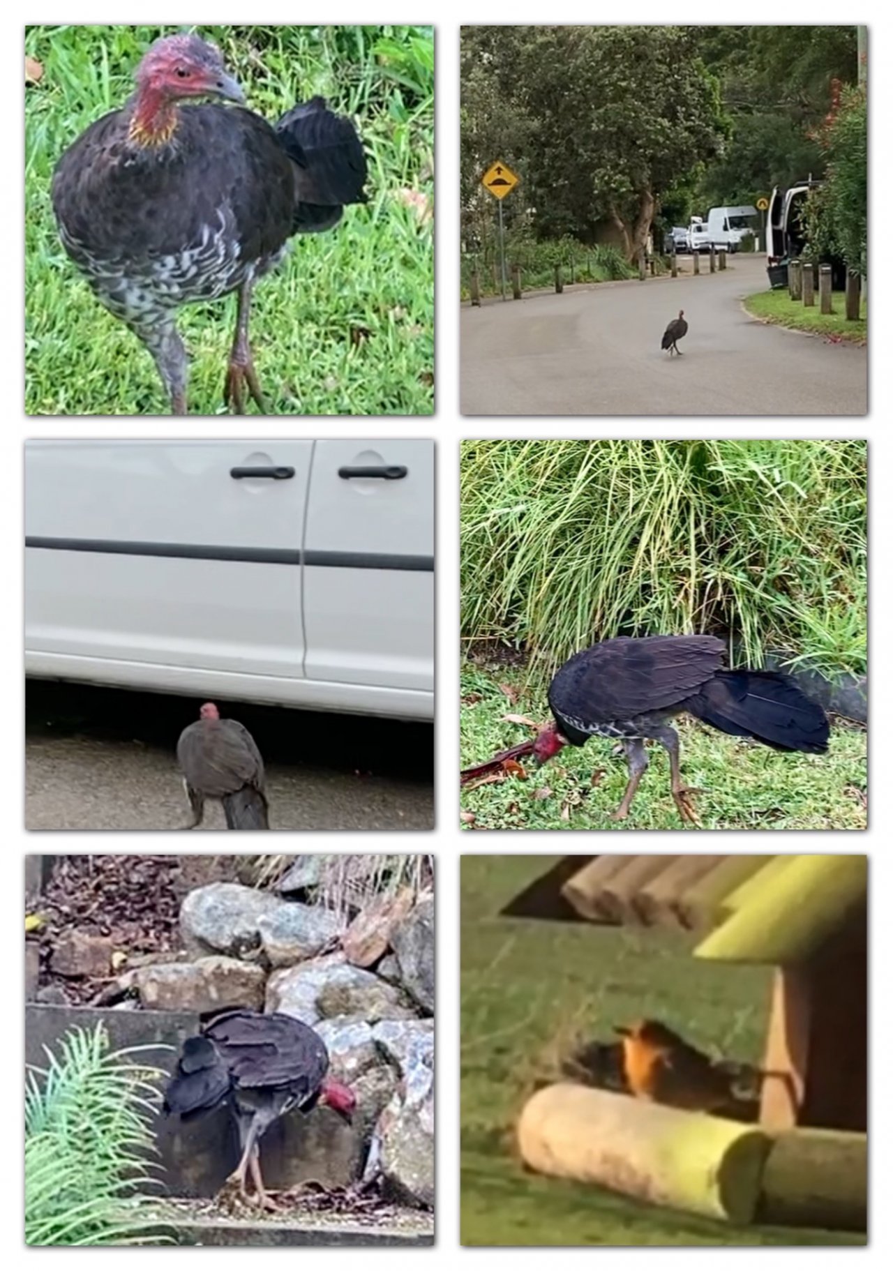 Brush-turkey in Big City Birds App spotted by ednaward on 19.02.2021