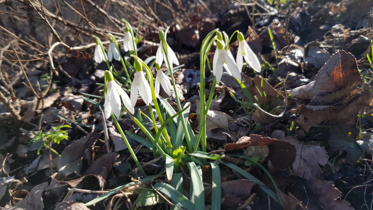 Kleines Schneegloeckchen in Naturkalender App spotted by Sommerphlox on 07.03.2021