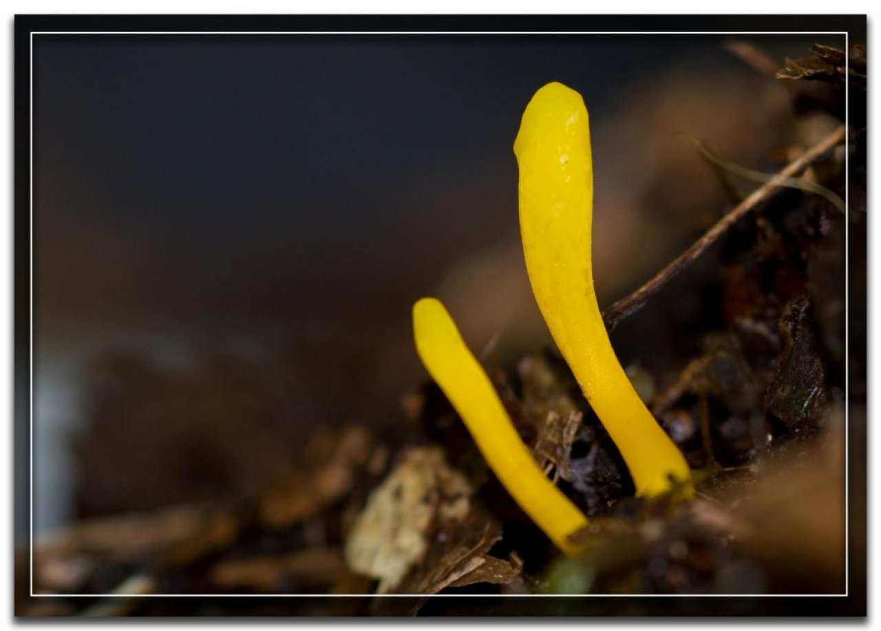 Fungi in NatureSpots App spotted by Danny VG on 19.09.2019