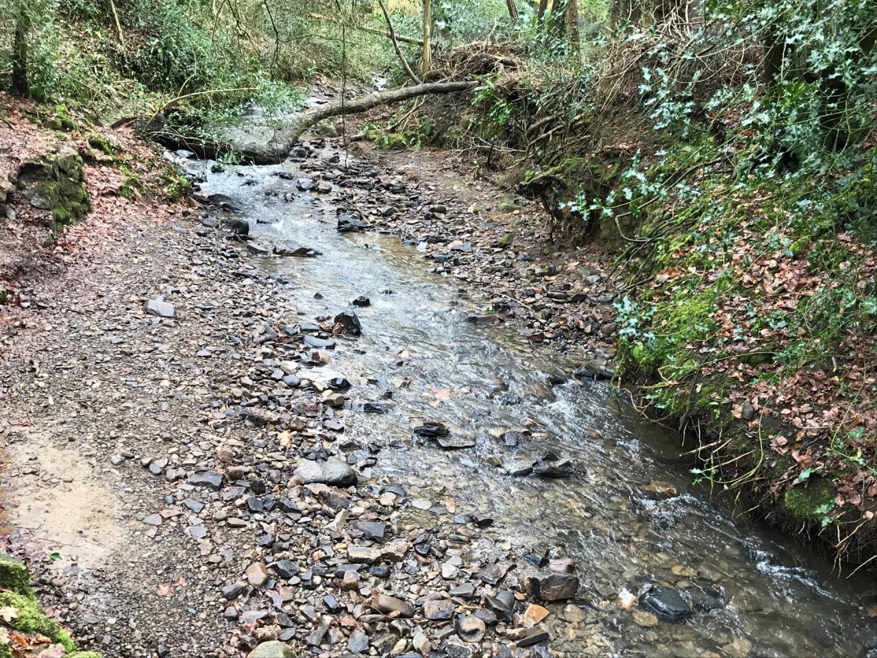 temporary stream in CrowdWater App spotted by Frances Attwood on 15.02.2021