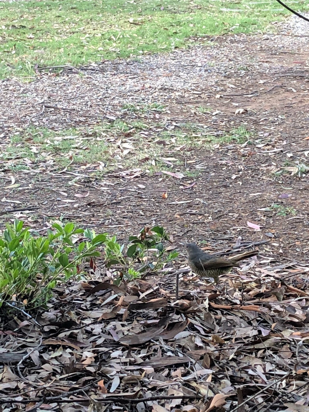 Other bird in Big City Birds App spotted by Dianne Whyte on 13.12.2020