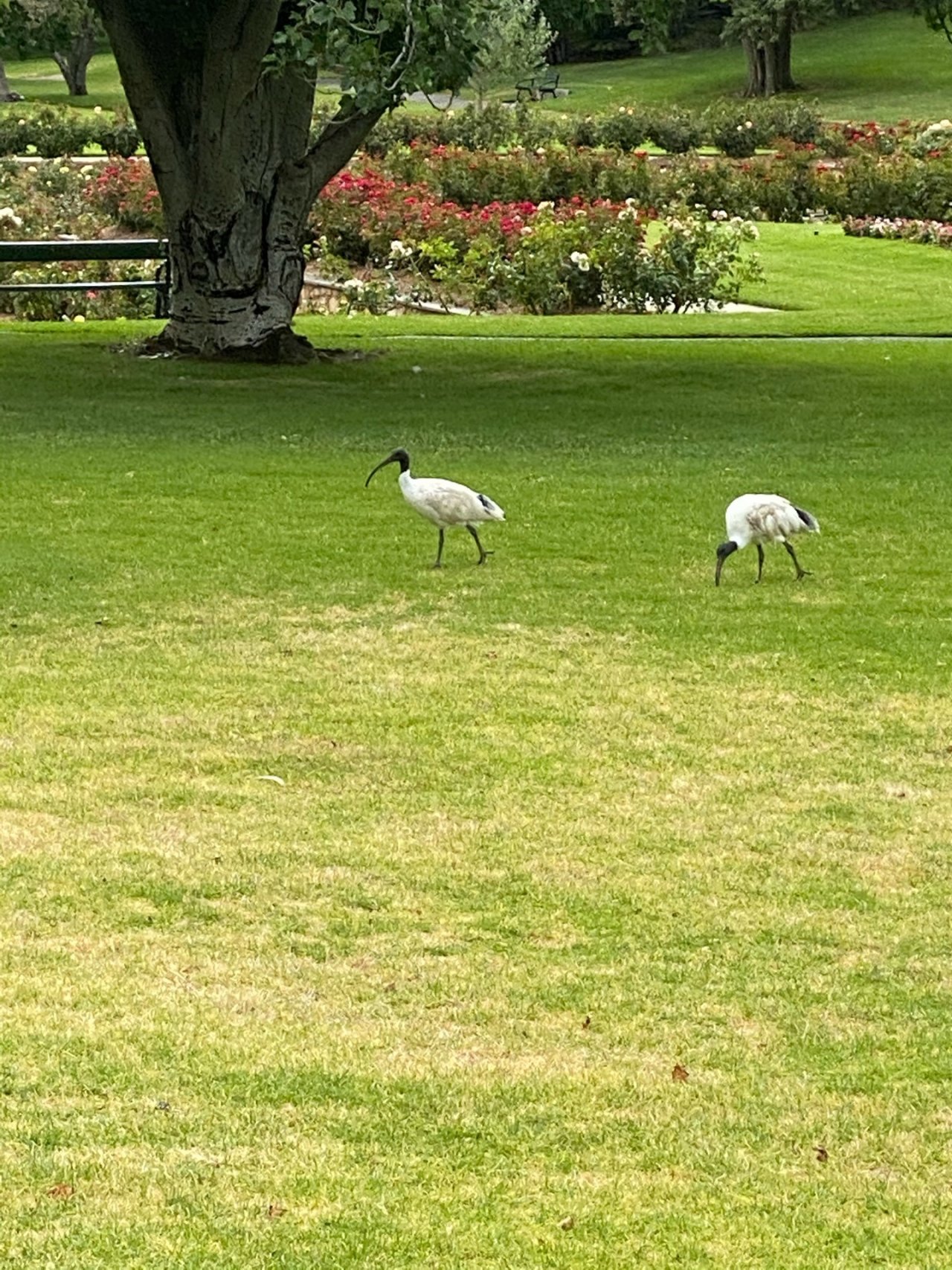 White Ibis in Big City Birds App spotted by Karen Cornelius on 03.01.2021