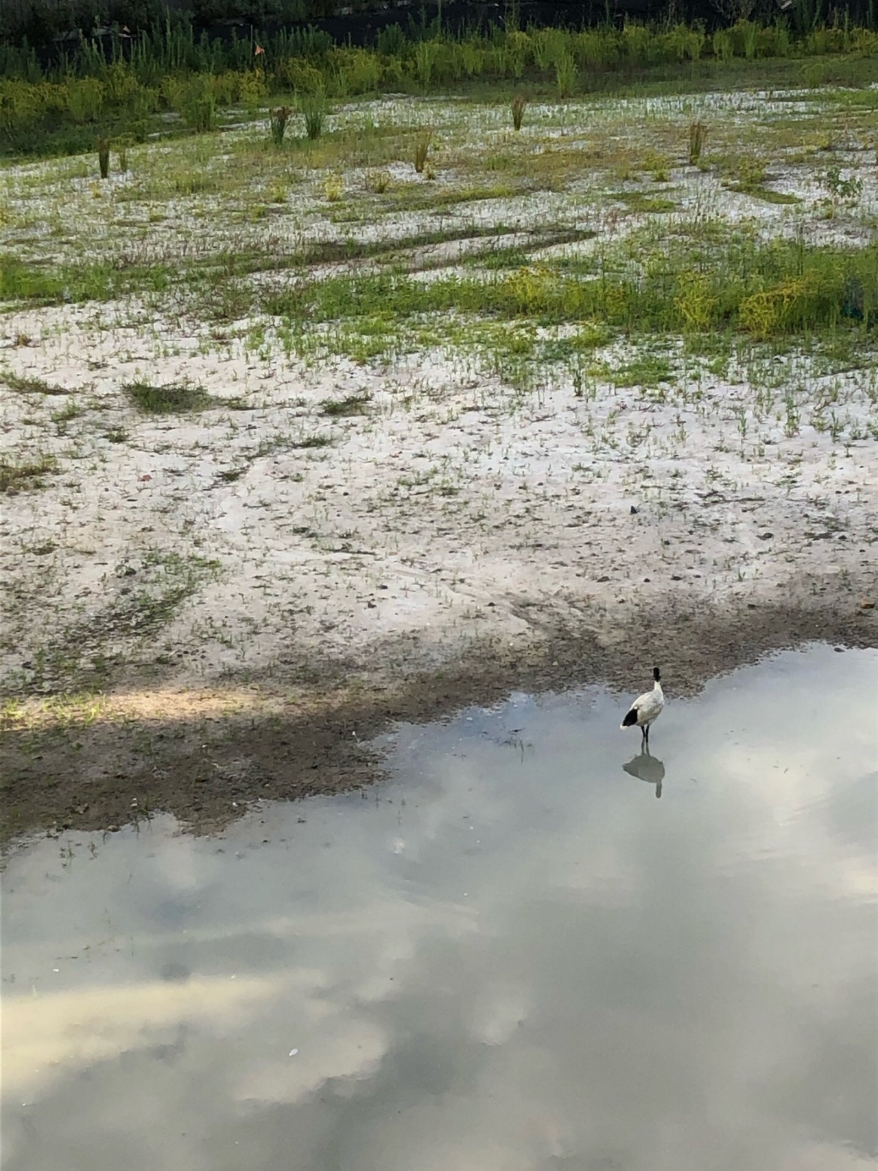 White Ibis in Big City Birds App spotted by Cockie on 24.12.2020