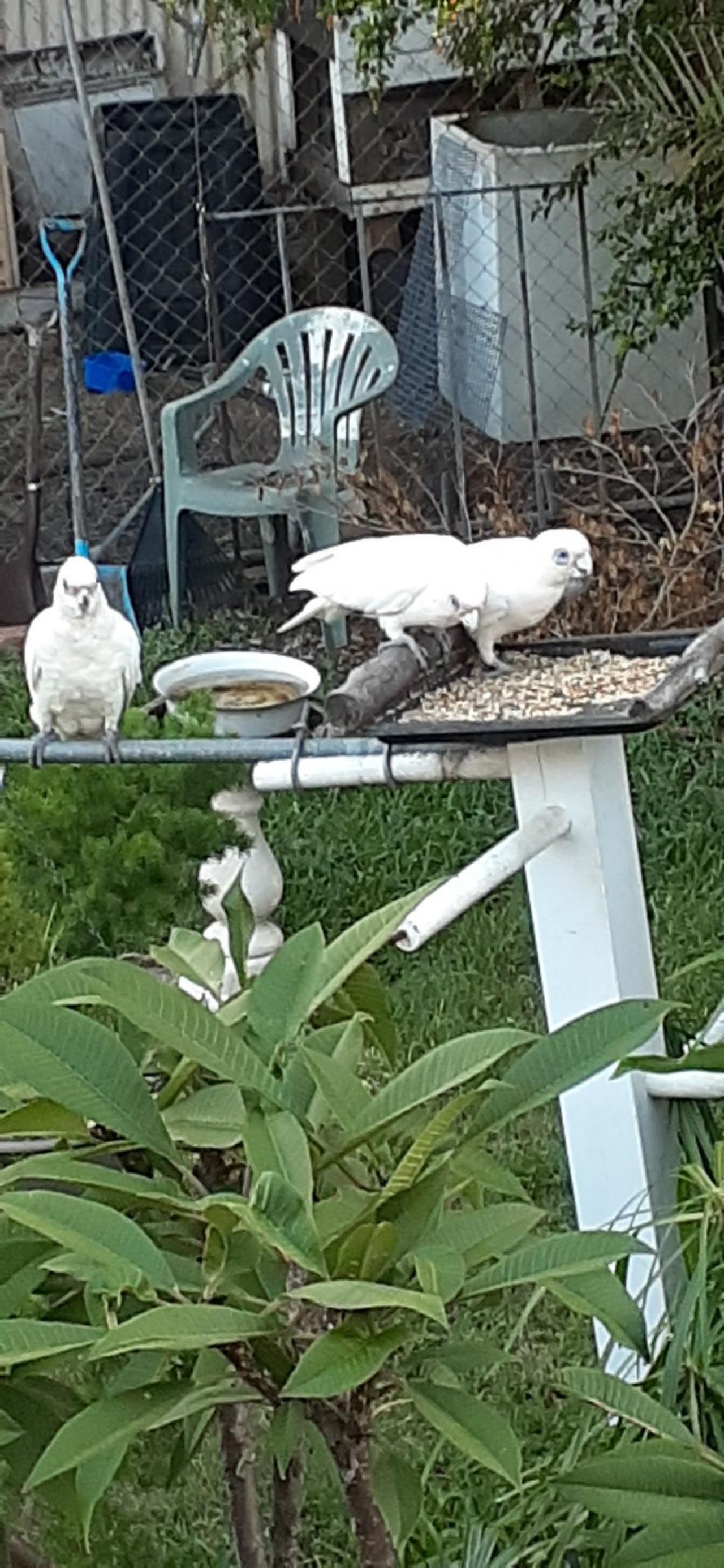 Little Corella in Big City Birds App spotted by Bonzsu on 03.02.2021