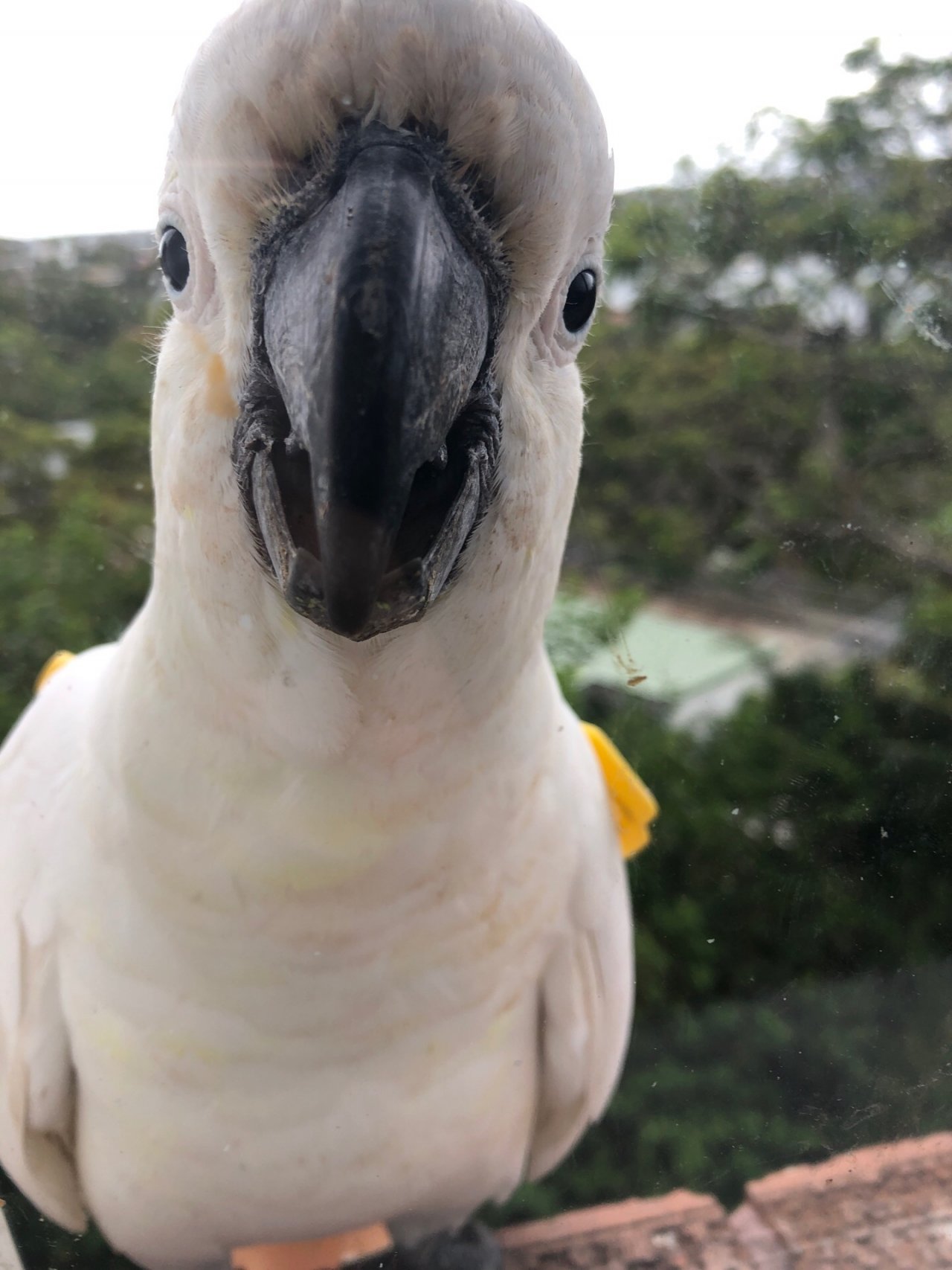 Sulphur-crested Cockatoo in Big City Birds App spotted by Cockie on 25.12.2020