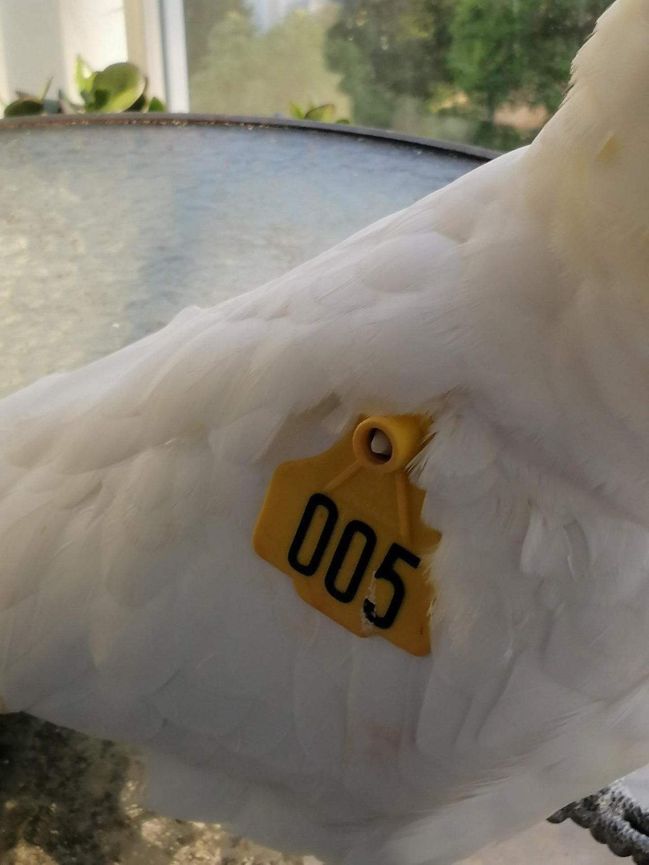 Sulphur-crested Cockatoo in Big City Birds App spotted by Loudboy on 24.12.2020