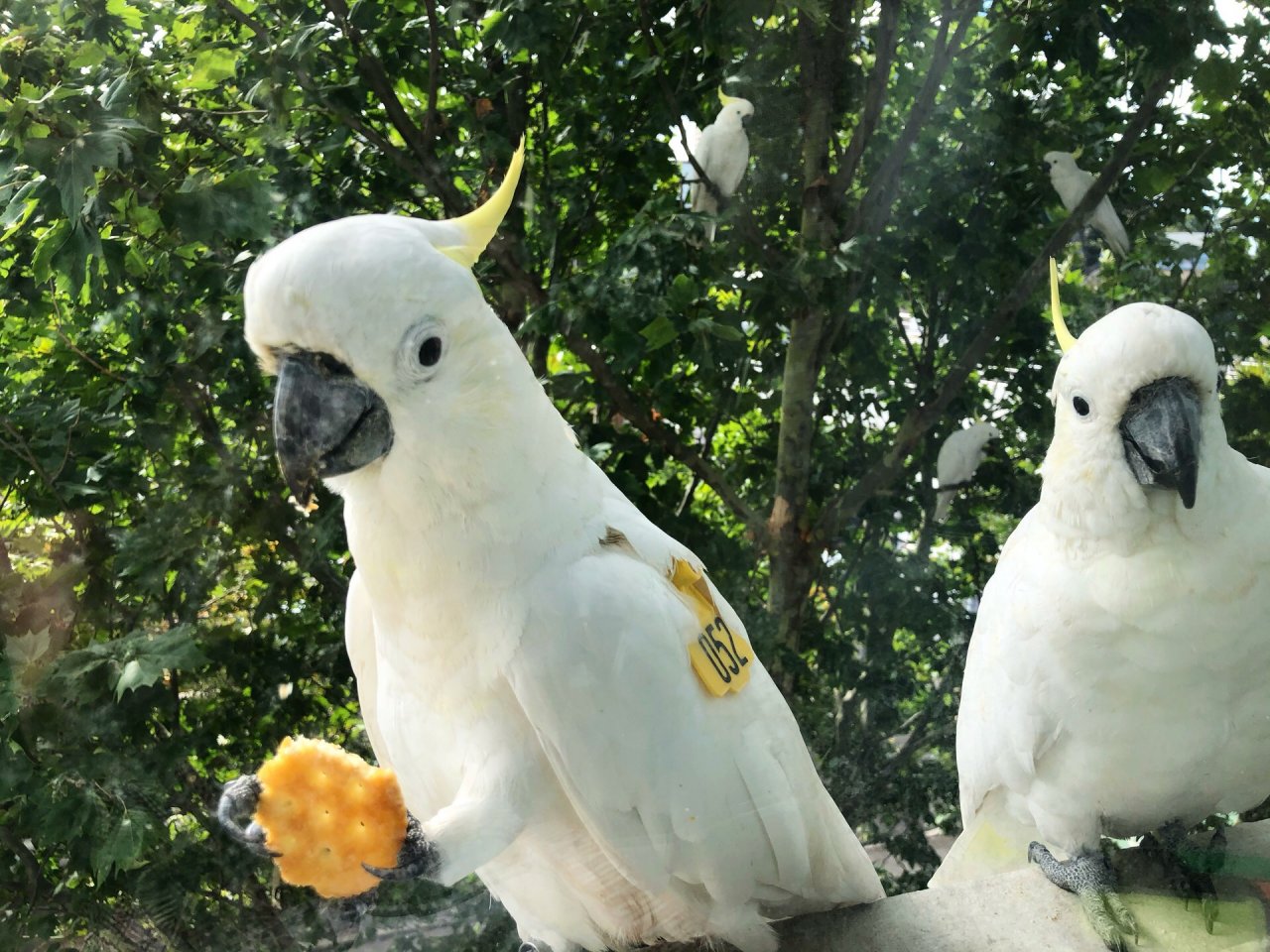 Sulphur-crested Cockatoo in Big City Birds App spotted by Lexie on 22.12.2020