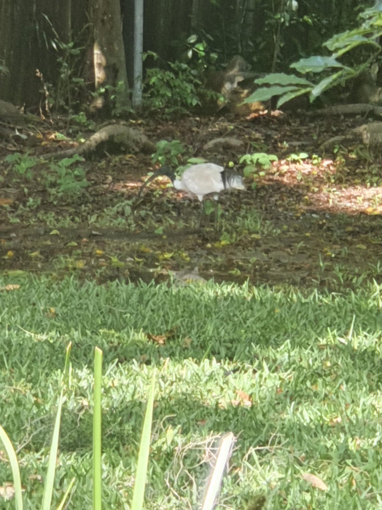 White Ibis in Big City Birds App spotted by Janice Hipperson on 15.12.2020