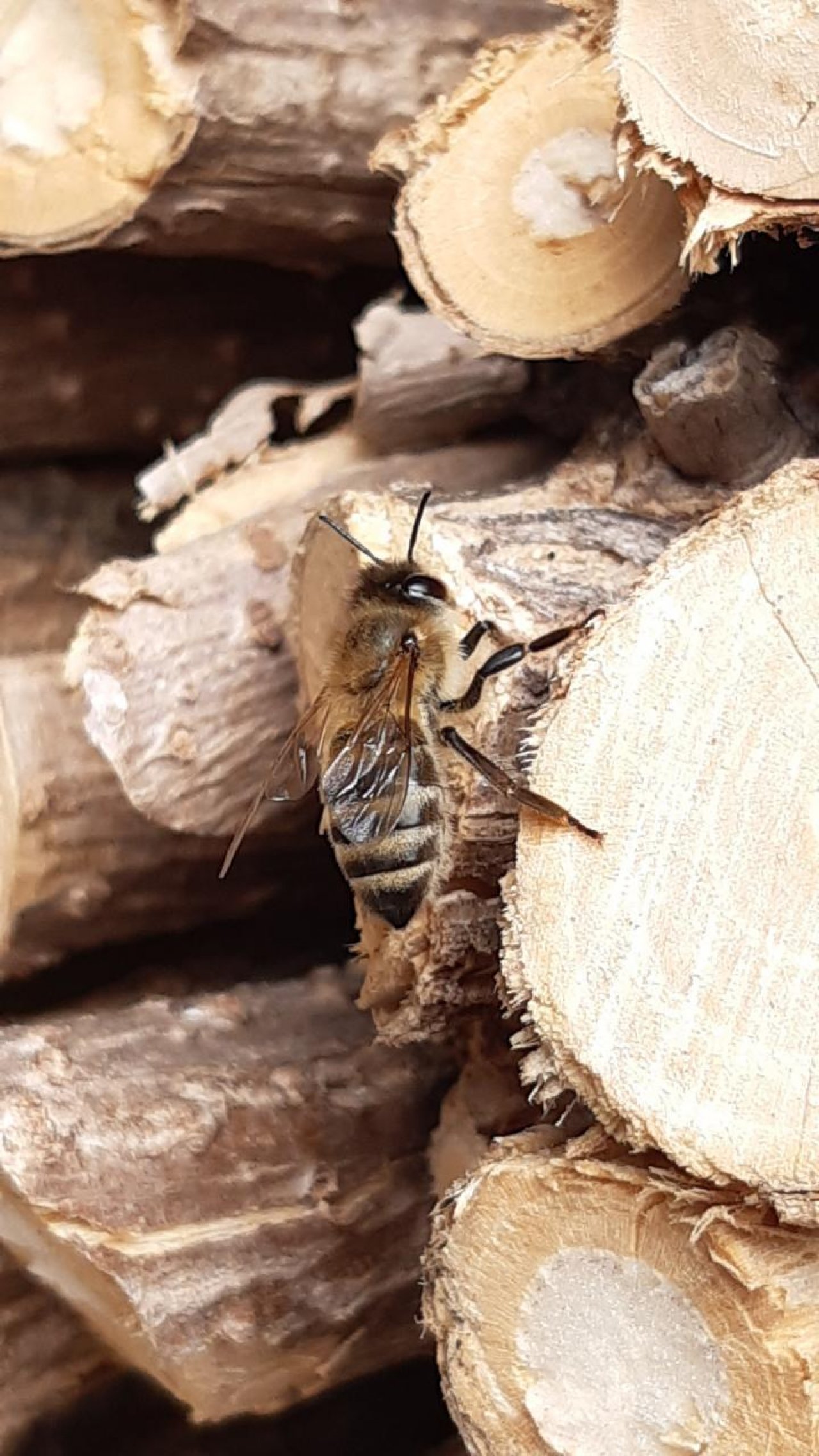 Biene Reinigungsflug in Naturkalender App spotted by Steinbock on 07.02.2021