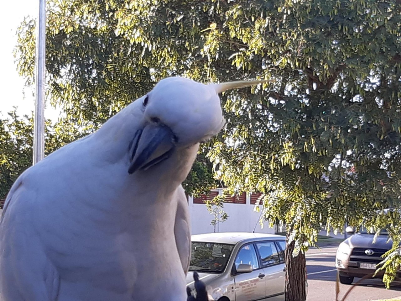 Sulphur-crested Cockatoo in Big City Birds App spotted by Feather on 26.01.2021