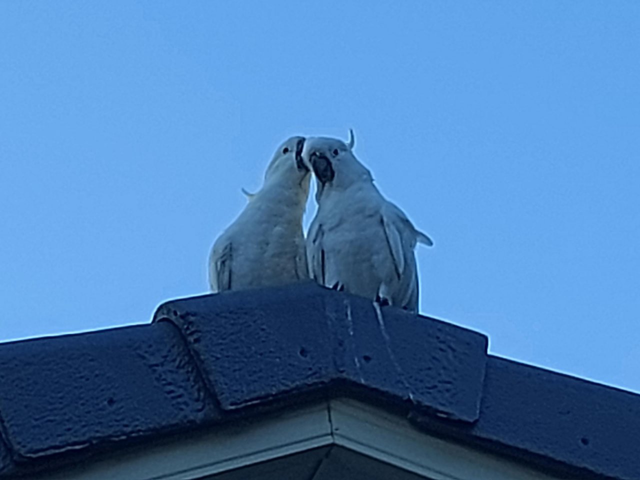 Sulphur-crested Cockatoo in Big City Birds App spotted by Feather on 06.02.2021