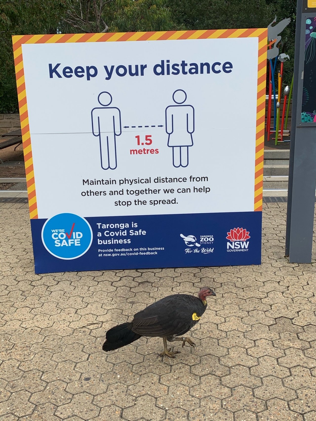 Brush-turkey in Big City Birds App spotted by John Martin on 17.02.2021