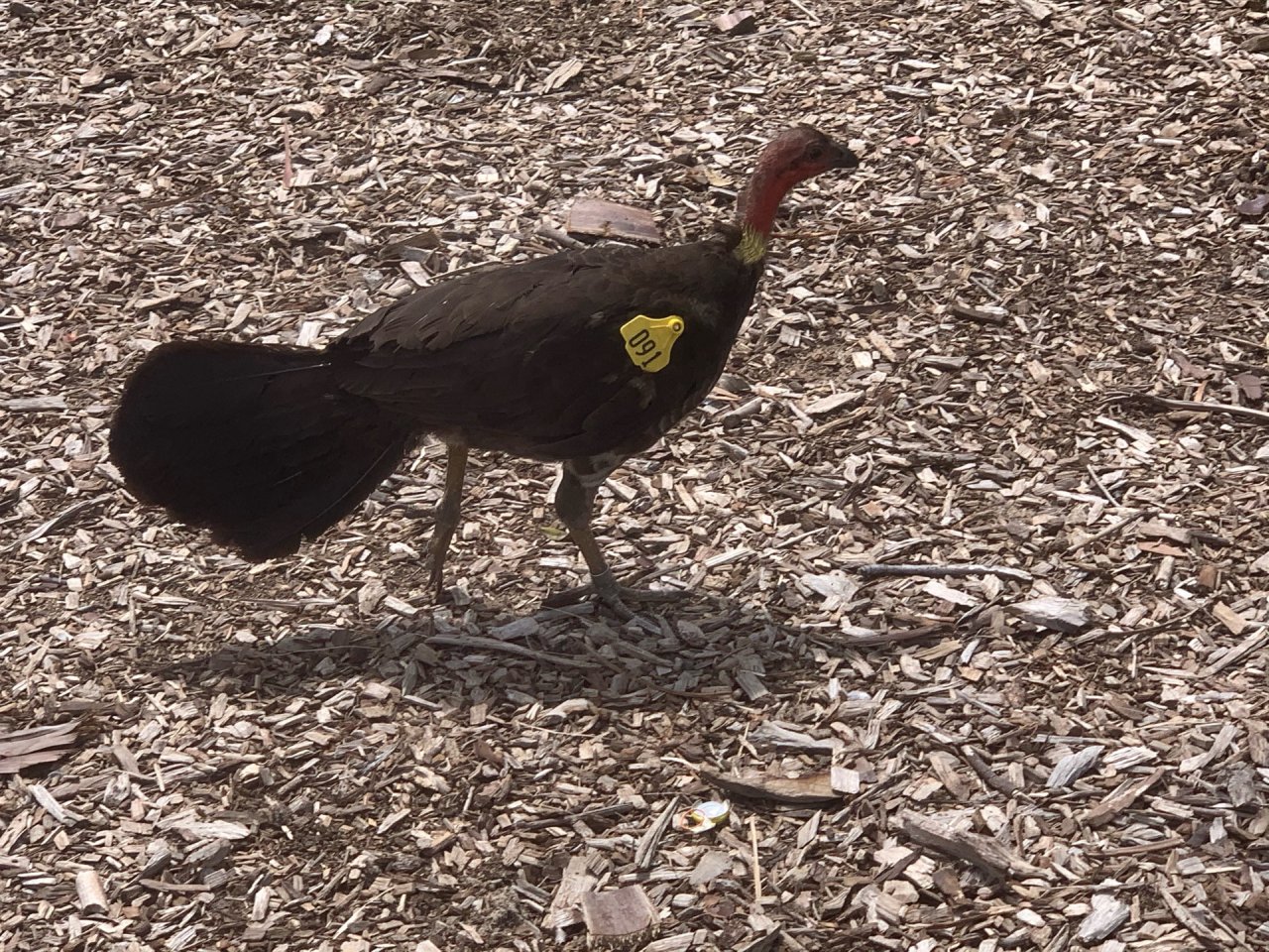 Brush-turkey in Big City Birds App spotted by John Martin on 24.12.2020