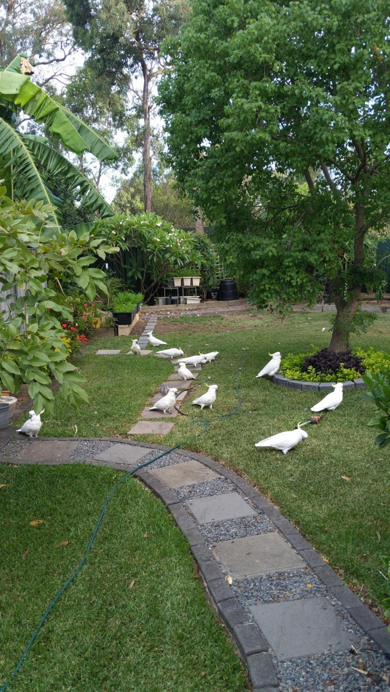 Sulphur-crested Cockatoo in Big City Birds App spotted by Lee on 17.01.2021