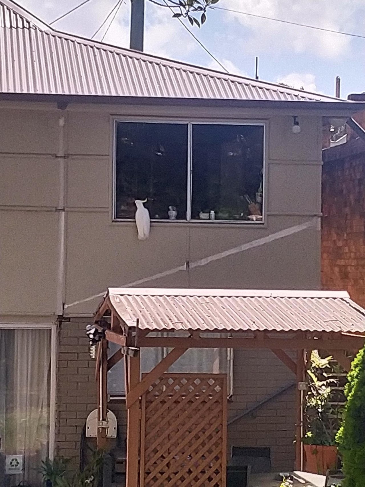 Sulphur-crested Cockatoo in Big City Birds App spotted by Matthenry on 20.02.2021