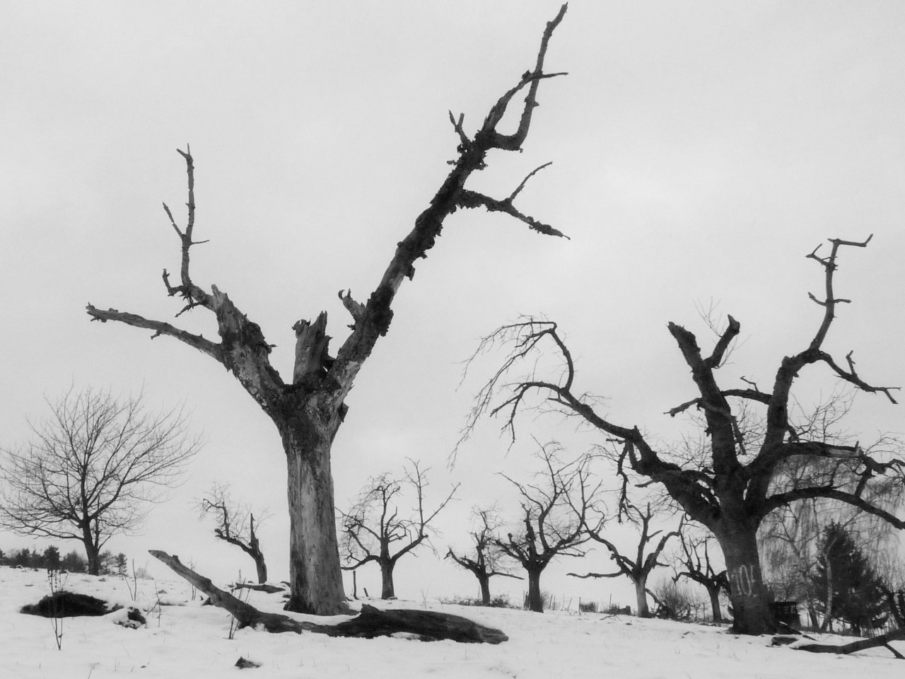 Sonstiges in Landauf, LandApp BW App spotted by Werner Schüle on 27.01.2021