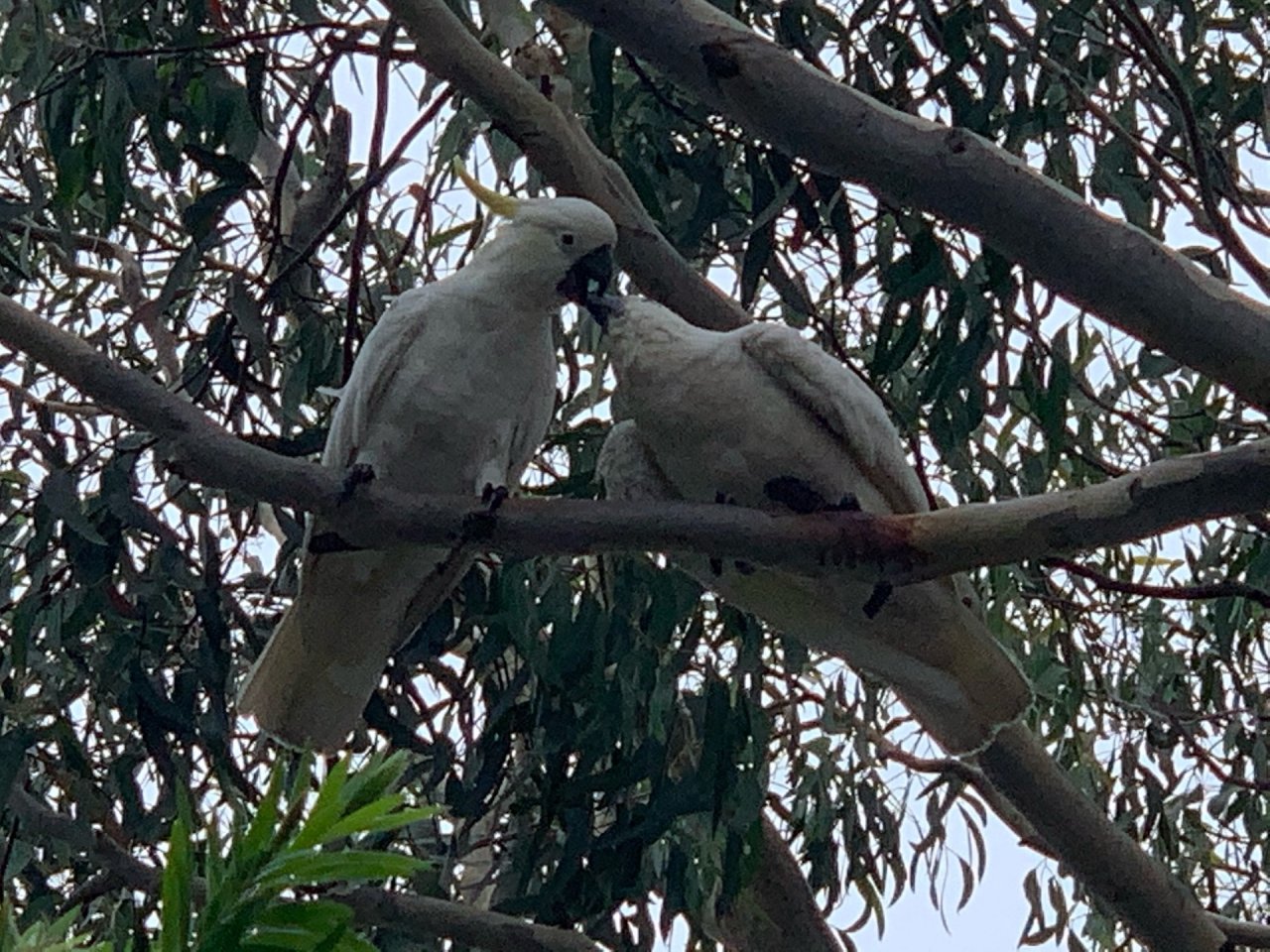 Sulphur-crested Cockatoo in Big City Birds App spotted by John Martin on 02.01.2021