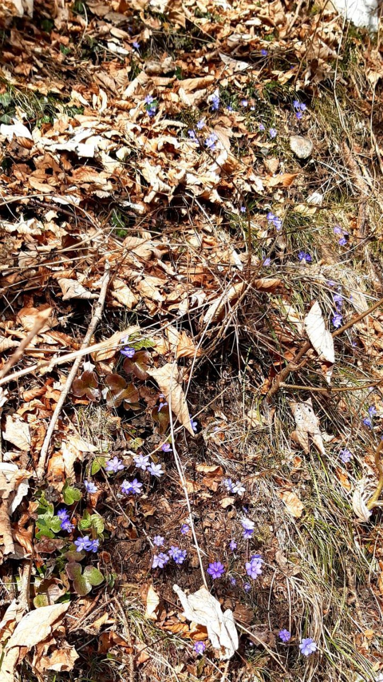 Leberblümchen in Naturkalender App spotted by Steinbock on 24.02.2021