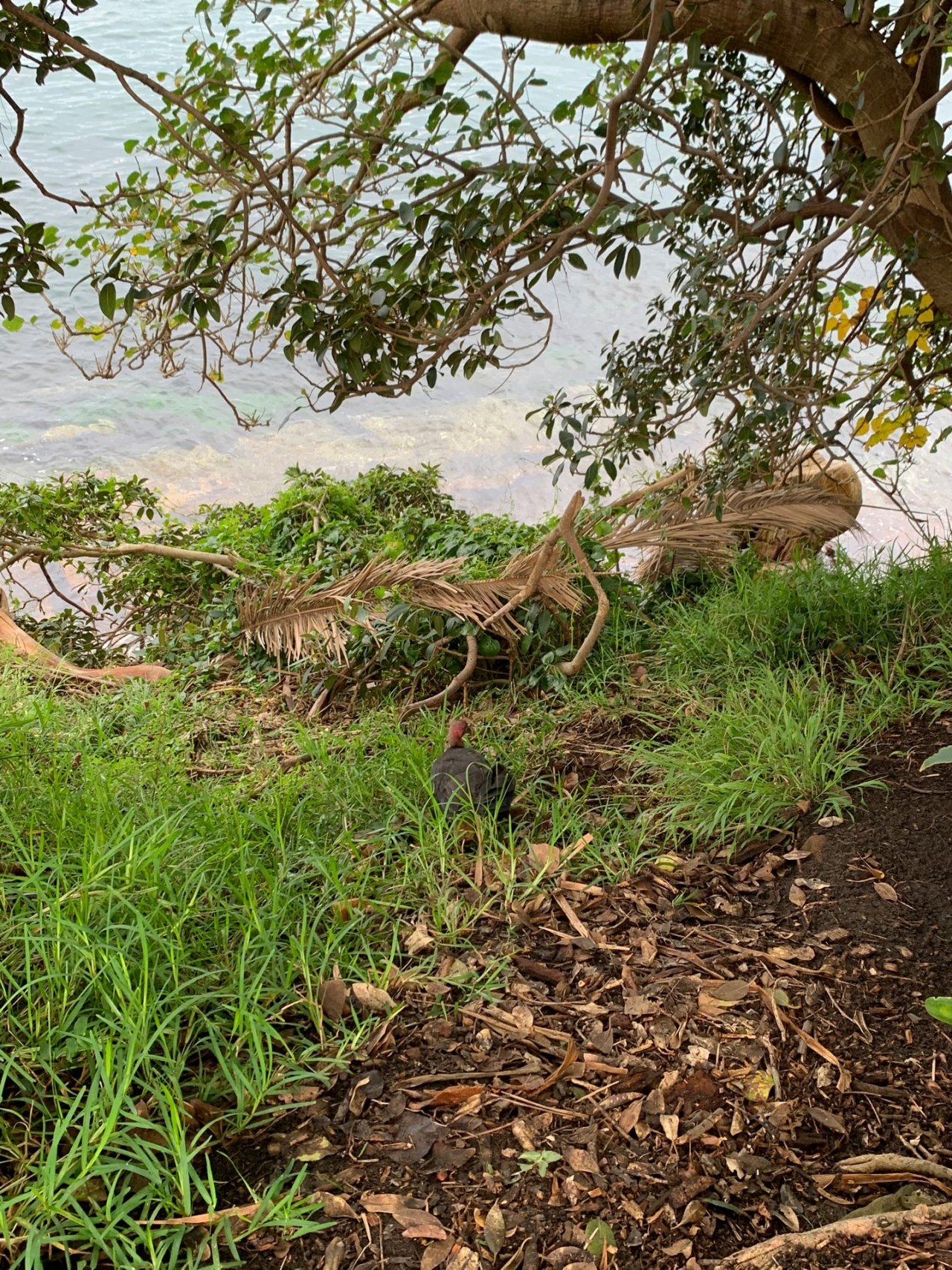 Brush-turkey in Big City Birds App spotted by Sean Serduk on 25.02.2021