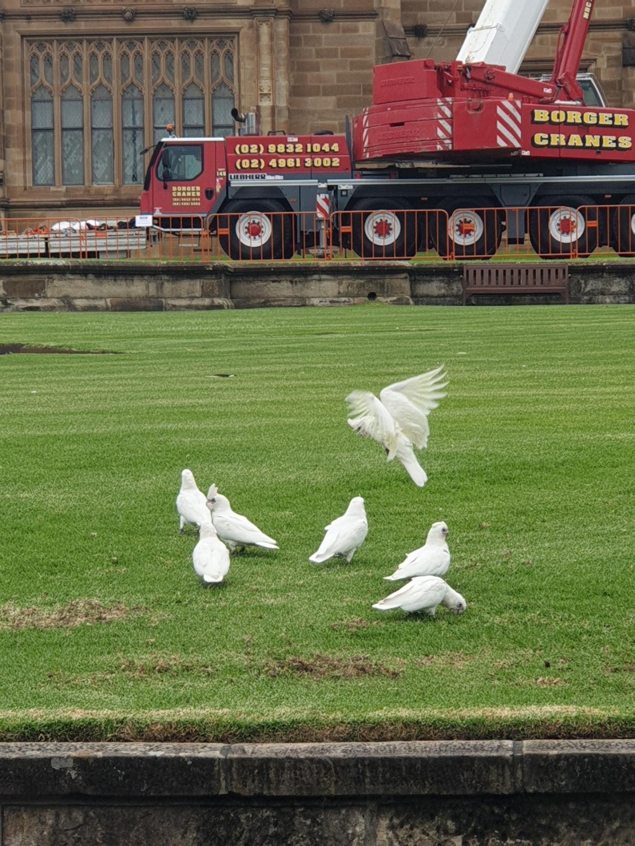 Little Corella in Big City Birds App spotted by Caitlyn Drayton-taylor on 20.01.2021