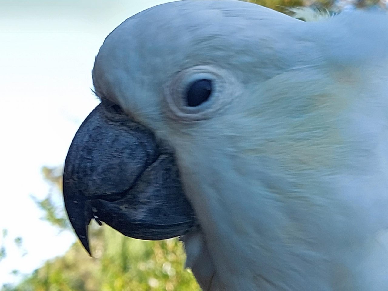 Sulphur-crested Cockatoo in Big City Birds App spotted by Feather on 15.02.2021