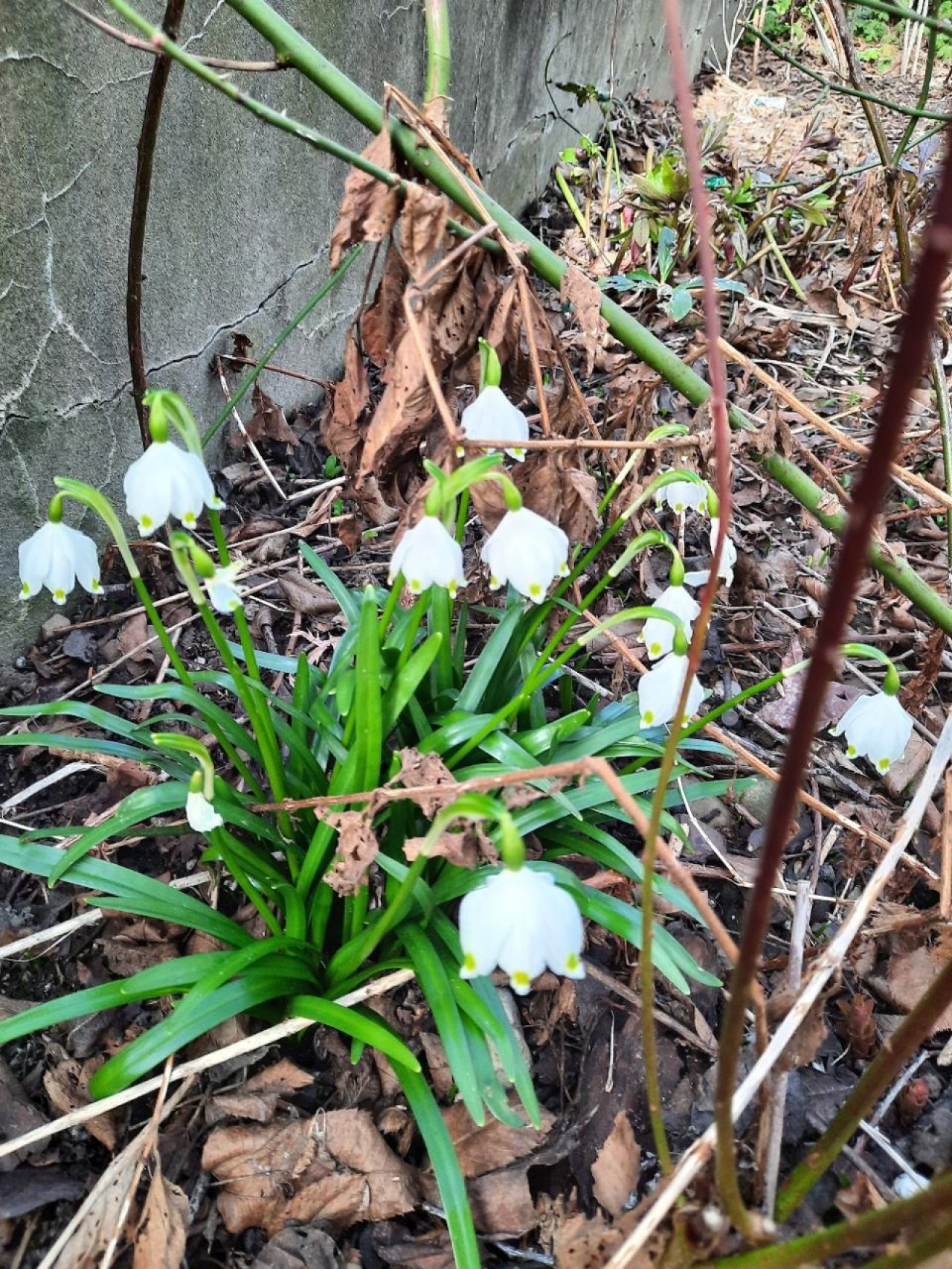 Frühlingsknotenblume in Naturkalender App spotted by Heemuul on 23.02.2021