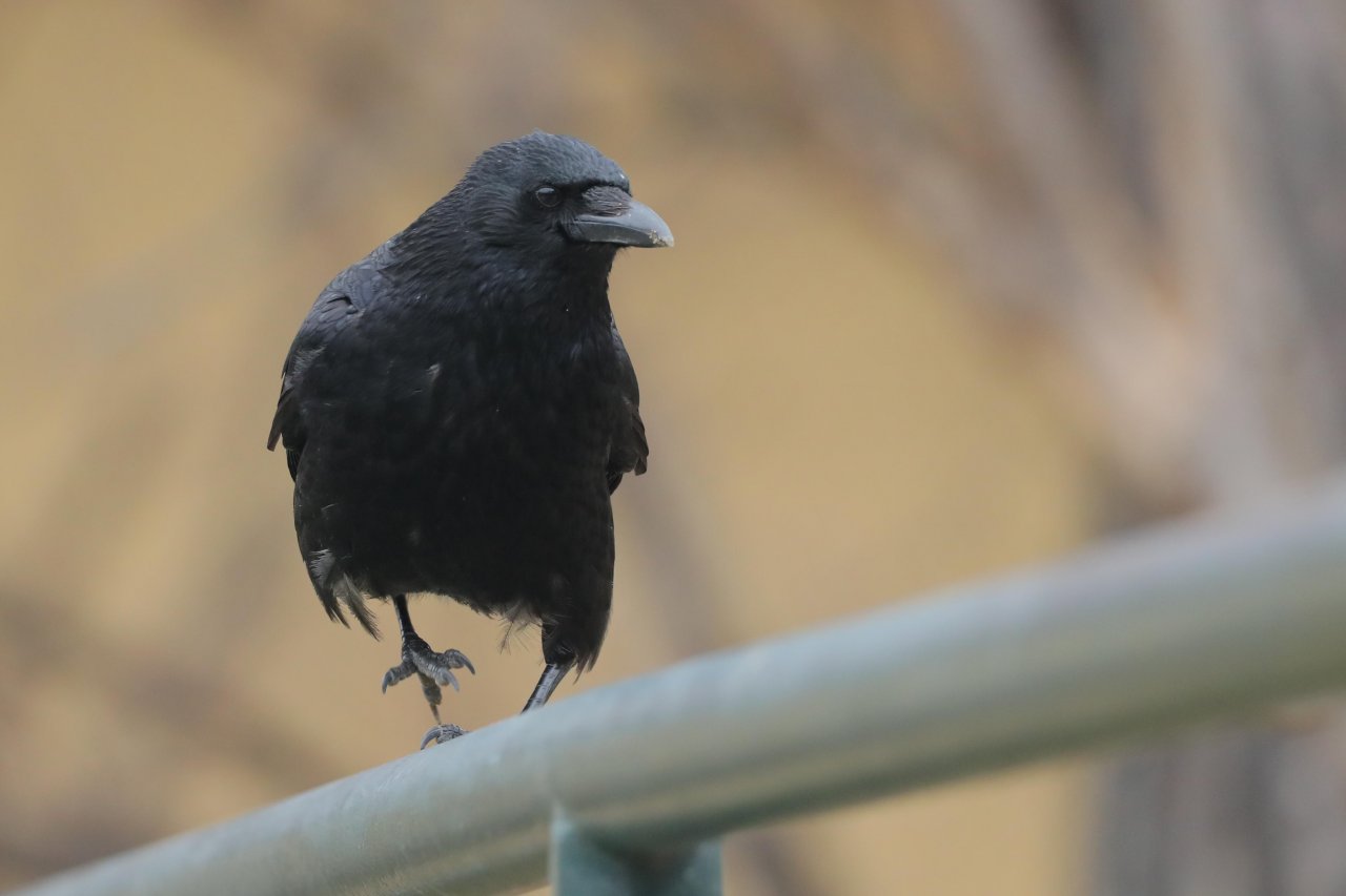 Carrion Crow in KraMobil App spotted by Gjafall on 20.02.2021