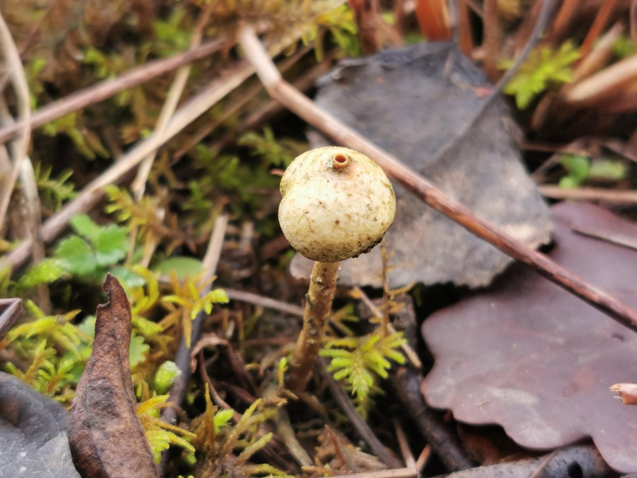 anderer Stäubling / Bovist in Pilzfinder App spotted by JosefH on 02.01.2021