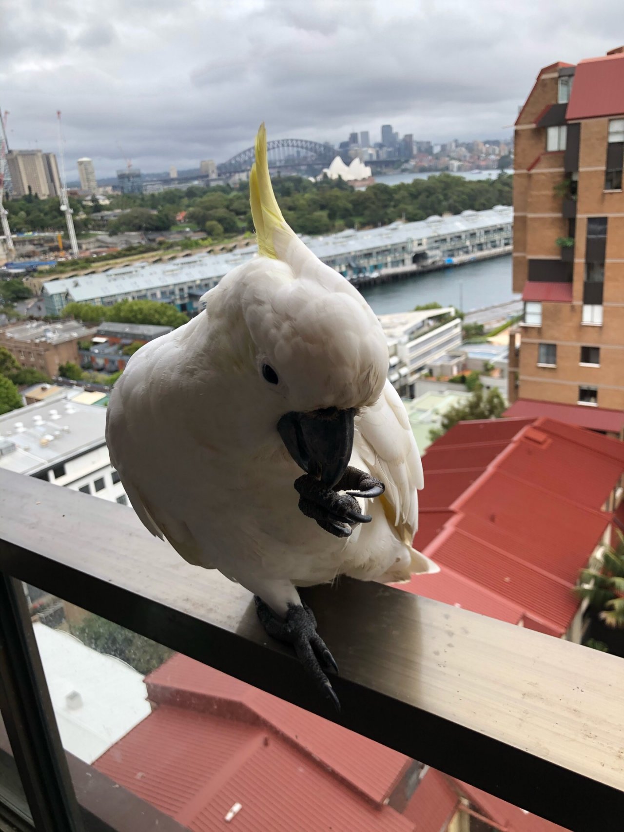 Sulphur-crested Cockatoo in Big City Birds App spotted by Philipp on 29.12.2020