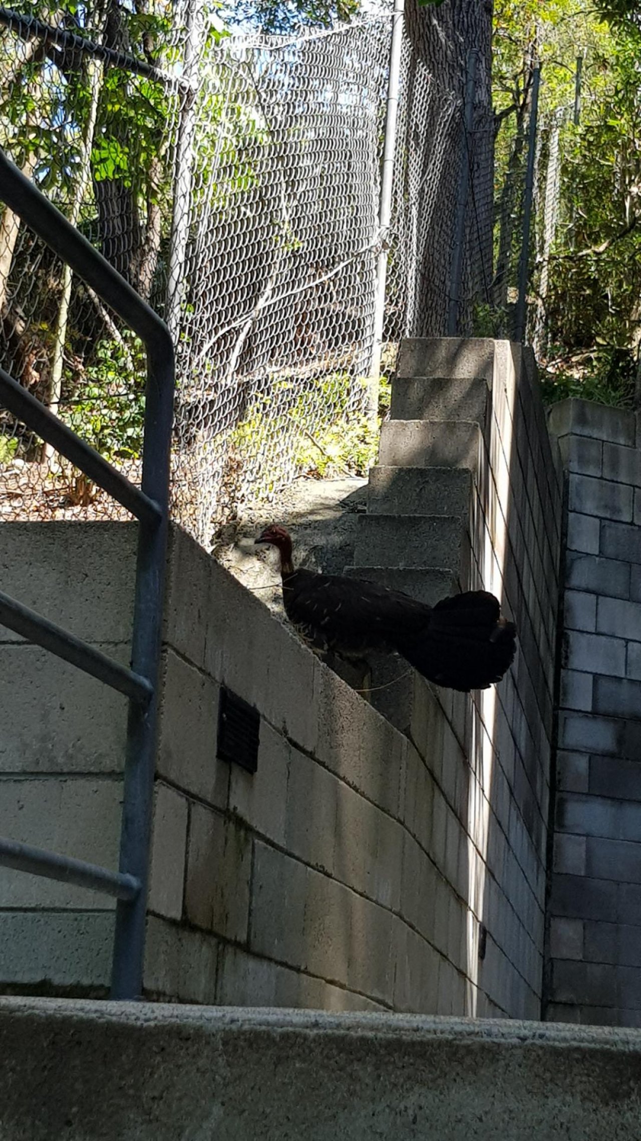 Brush-turkey in Big City Birds App spotted by Wayne Roberts on 17.12.2020