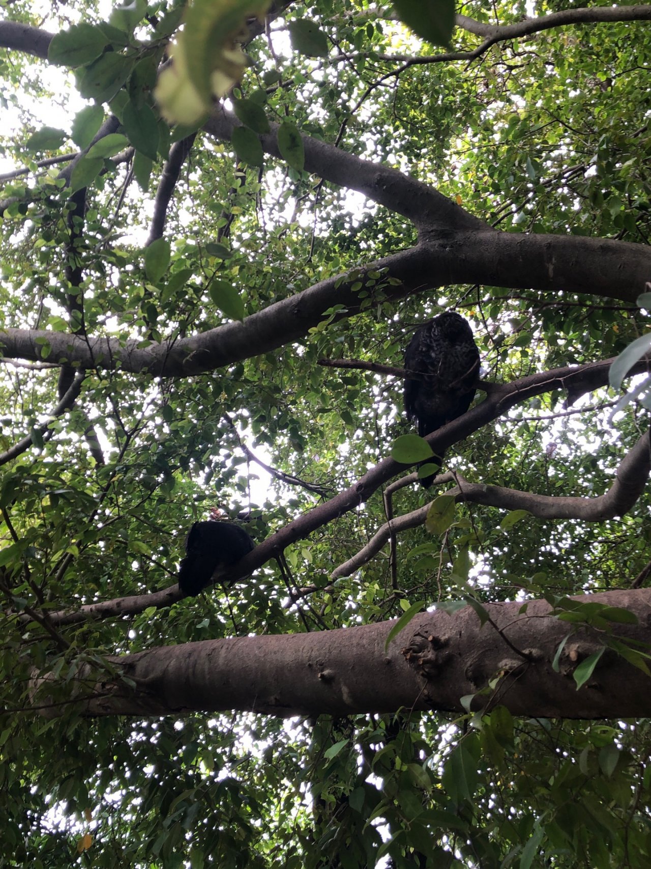 Brush-turkey in Big City Birds App spotted by Cait on 25.12.2020