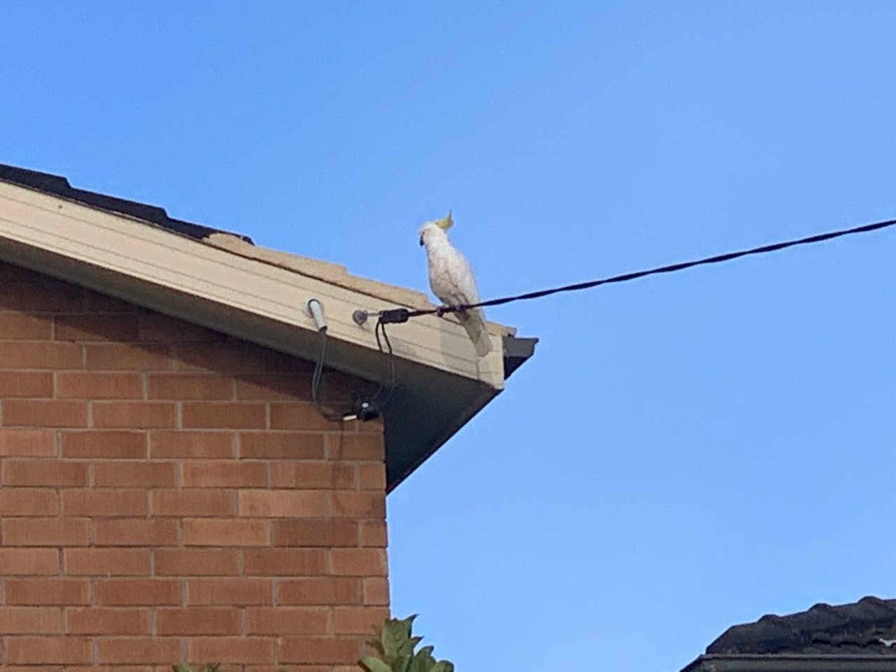 Sulphur-crested Cockatoo in Big City Birds App spotted by John Martin on 27.12.2020