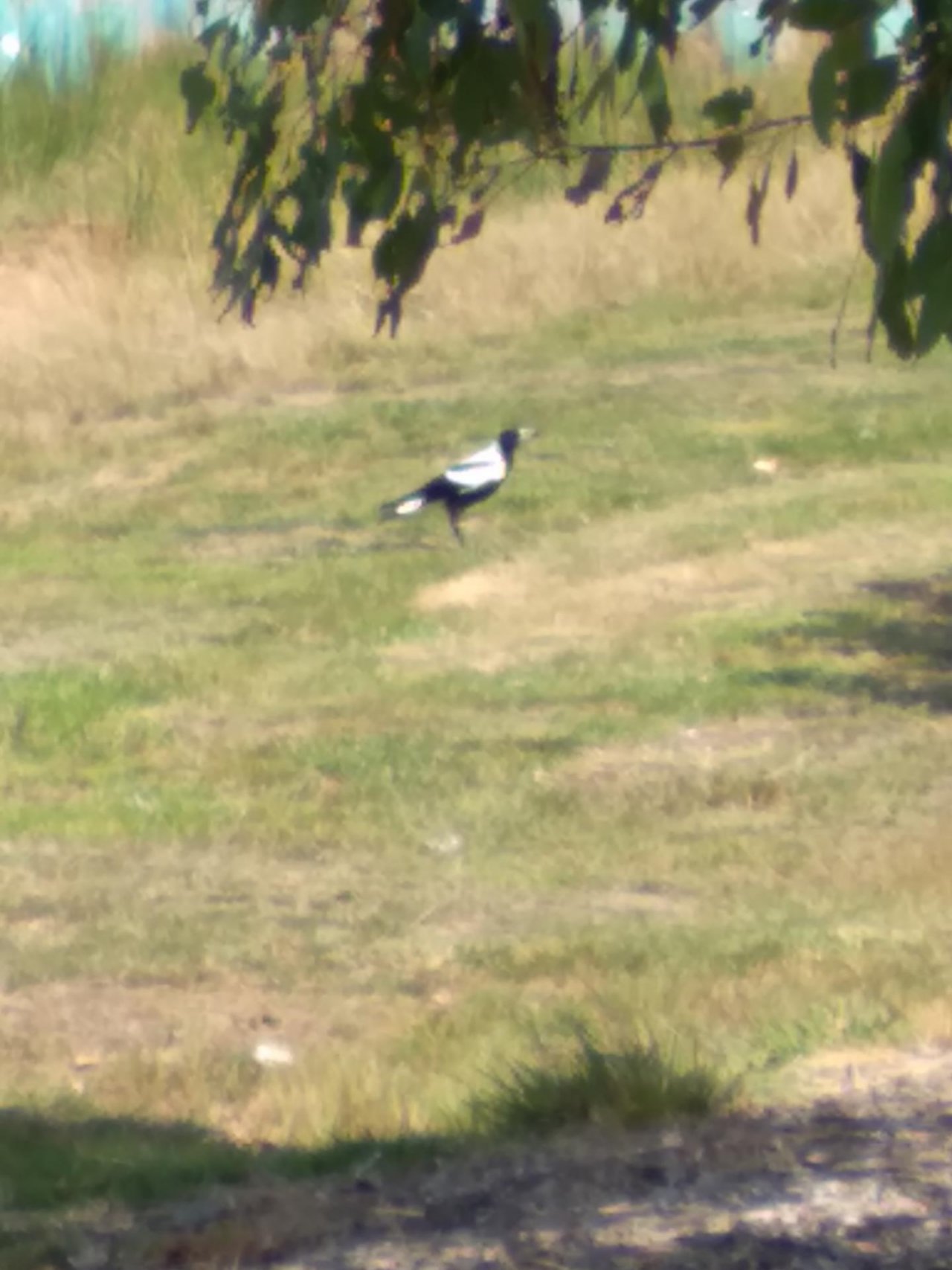 Australian Magpie in ClimateWatch App spotted by Newhaven college, Classified on 25.02.2021