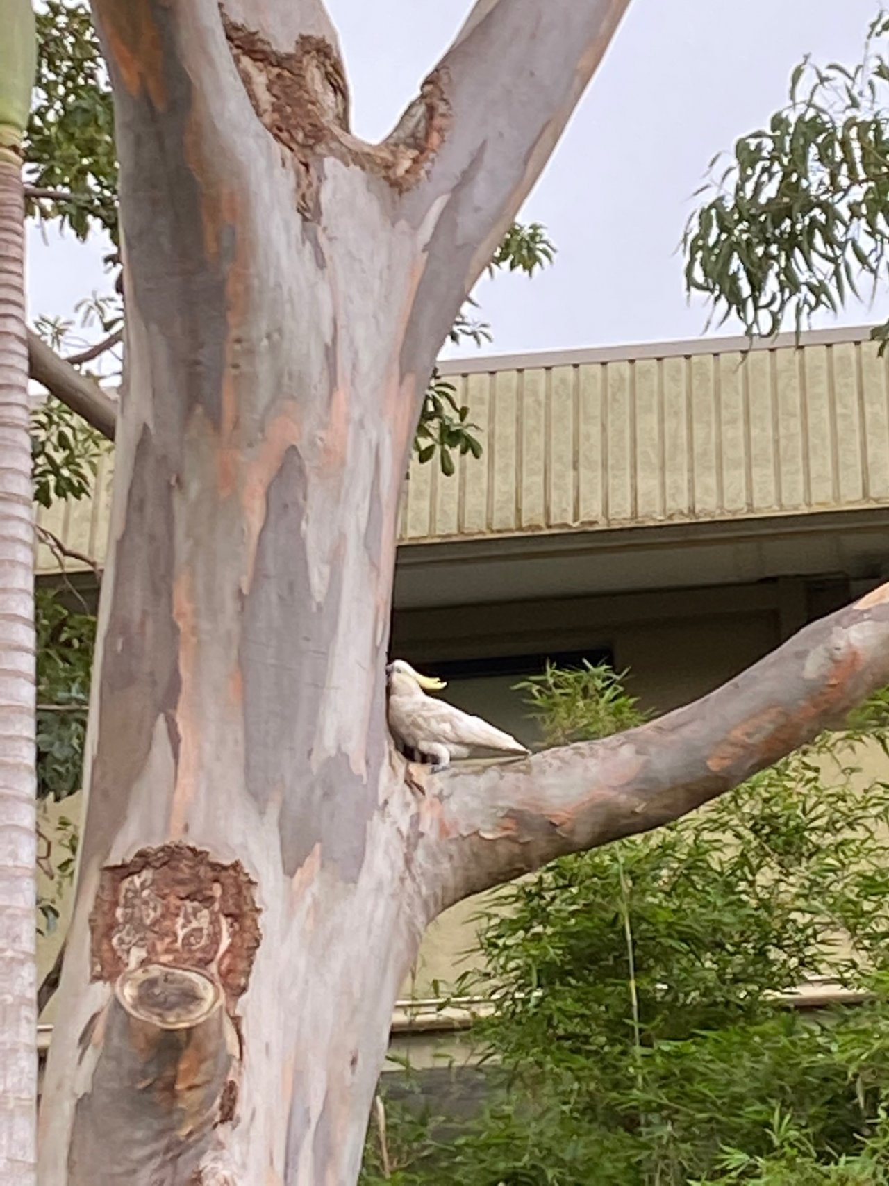 Sulphur-crested Cockatoo in Big City Birds App spotted by Karrierose on 02.03.2021