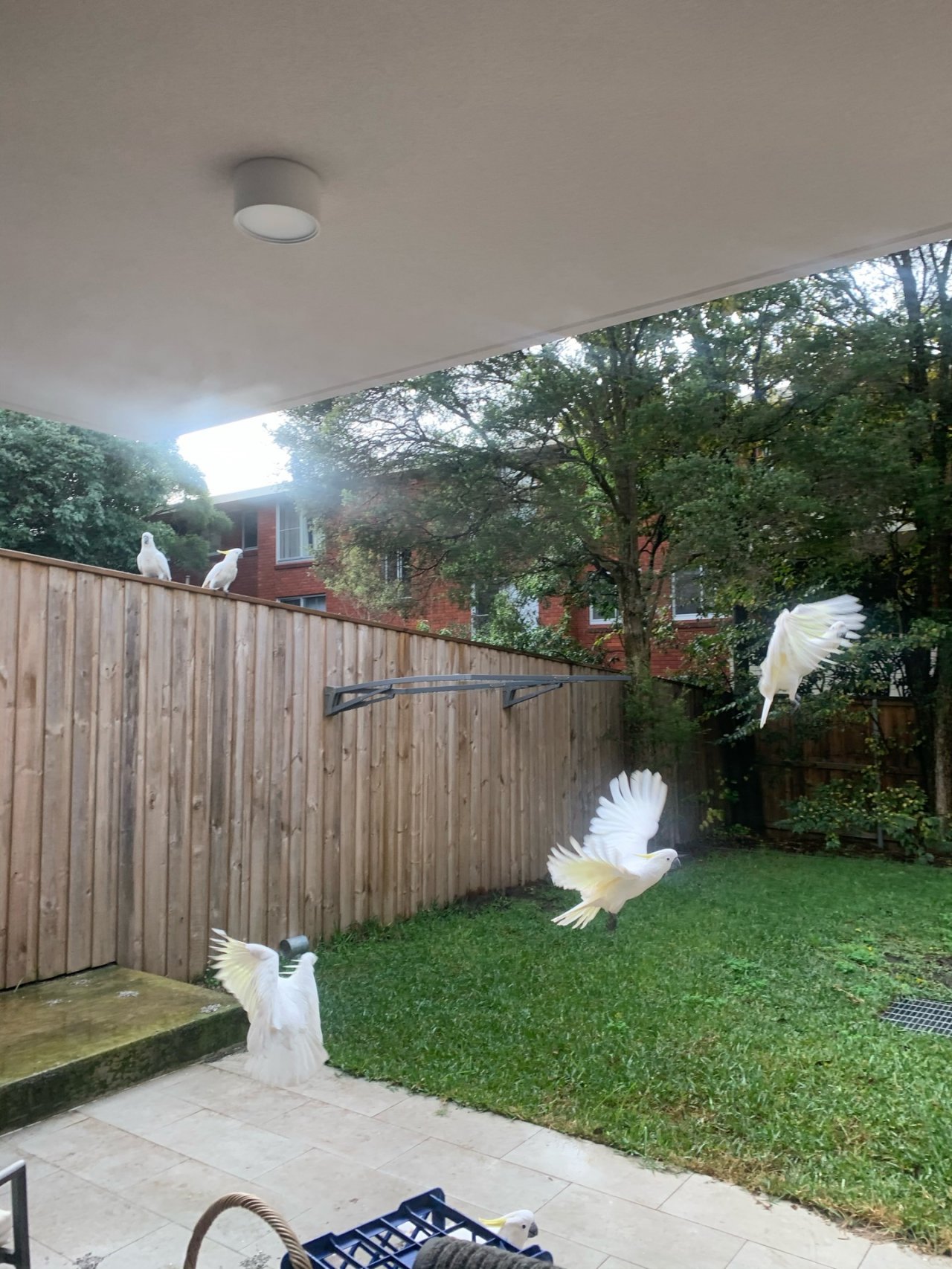 Sulphur-crested Cockatoo in Big City Birds App spotted by Magdalana Conin on 17.01.2021