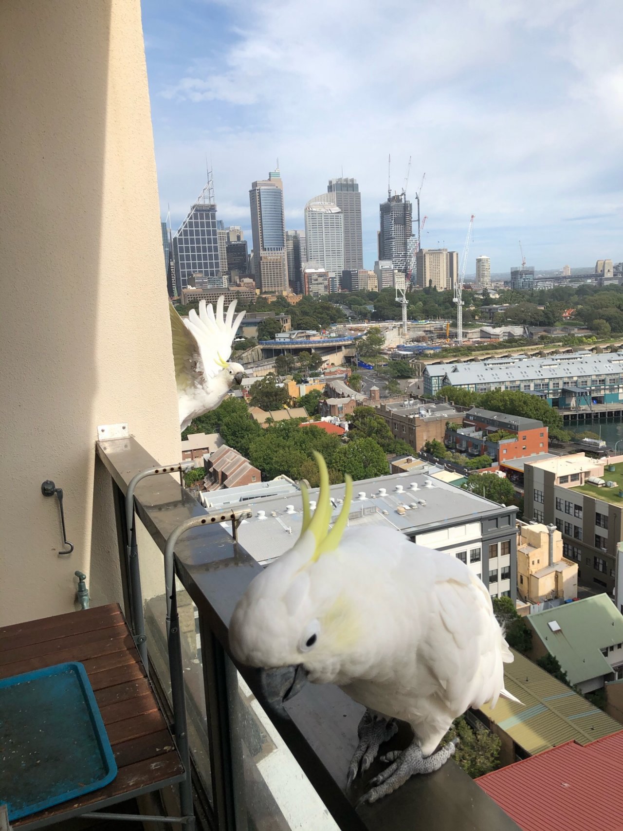 Sulphur-crested Cockatoo in Big City Birds App spotted by Philipp on 28.12.2020