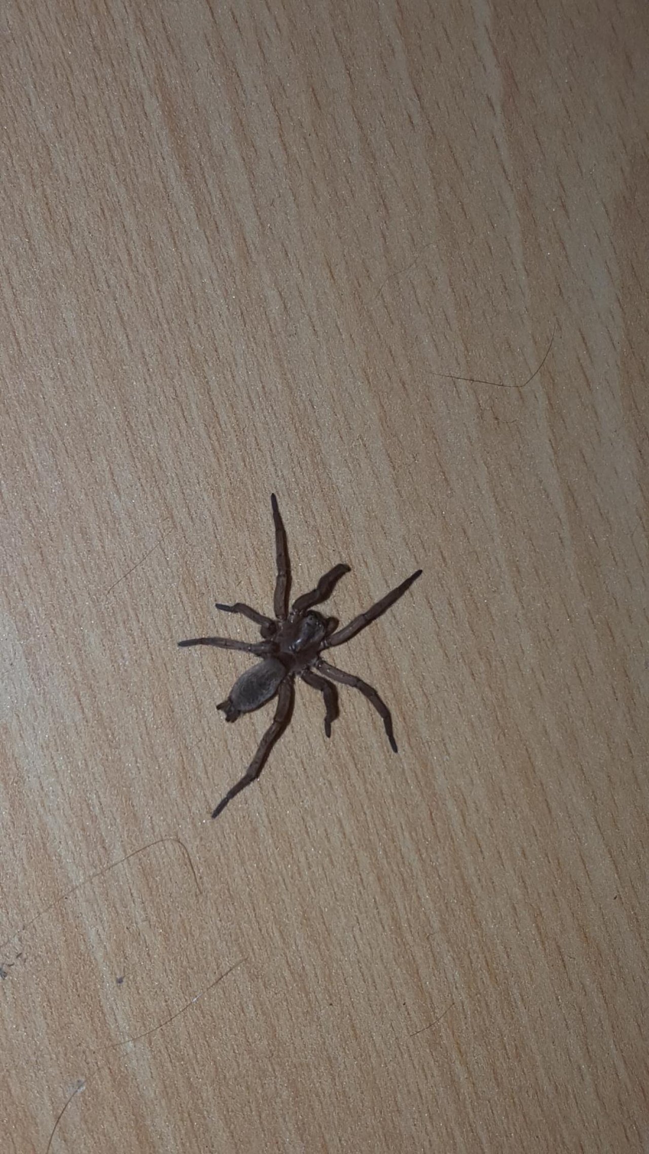 Mouse Spider in SpiderSpotter App spotted by Florian Van Hecke on 17.02.2021