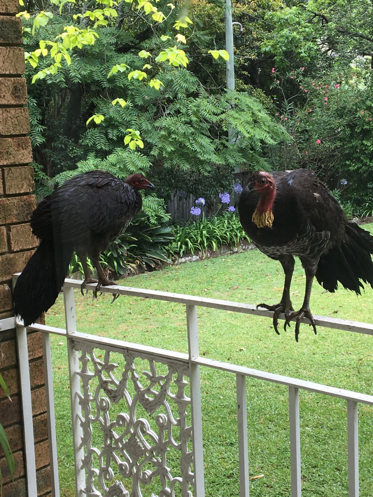 Brush-turkey in Big City Birds App spotted by BushBaby on 15.12.2020