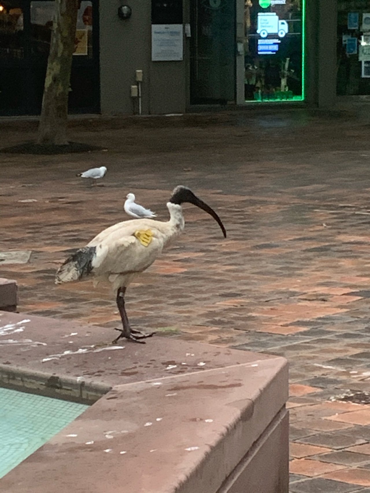 White Ibis in Big City Birds App spotted by Laurie McGuirk on 19.12.2020