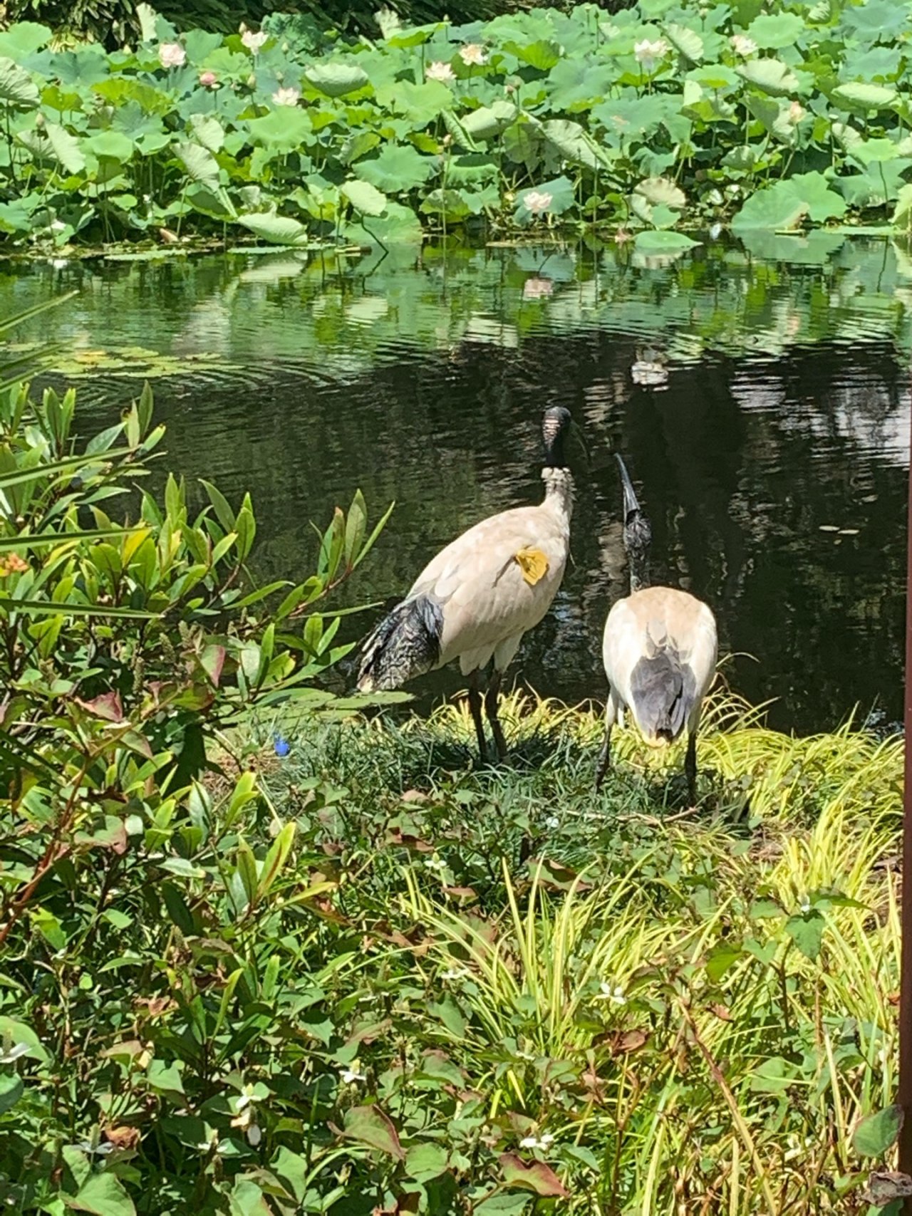 White Ibis in Big City Birds App spotted by Laurie McGuirk on 24.12.2020