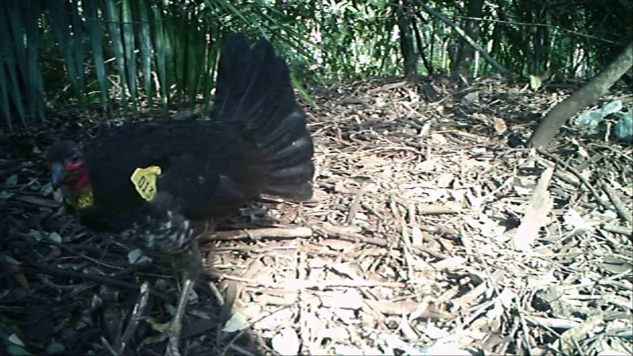 Brush-turkey in Big City Birds App spotted by Matthew Hall on 04.12.2020