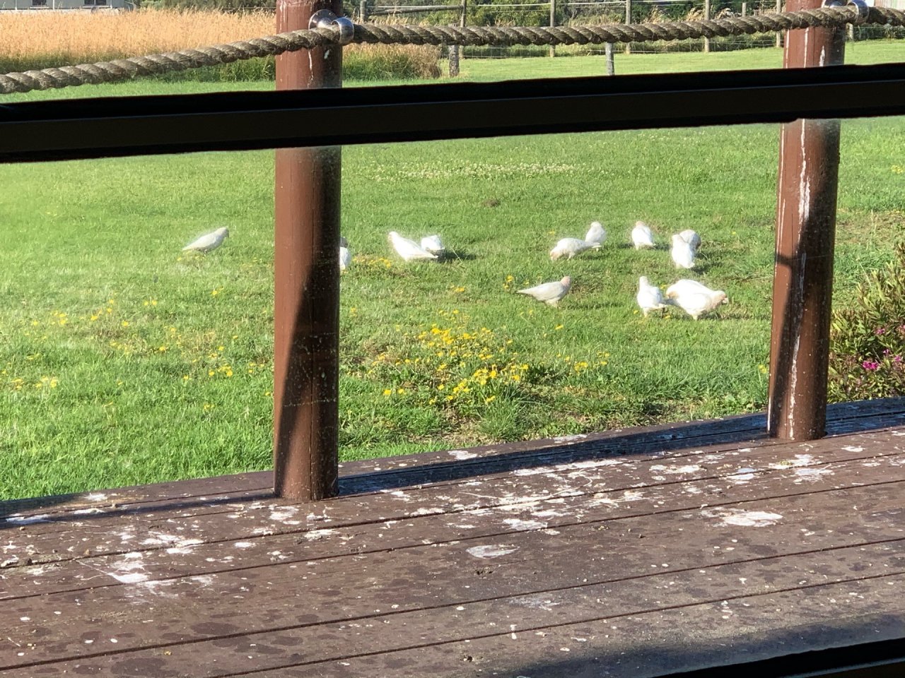 Little Corella in Big City Birds App spotted by Vikki88 on 10.01.2021