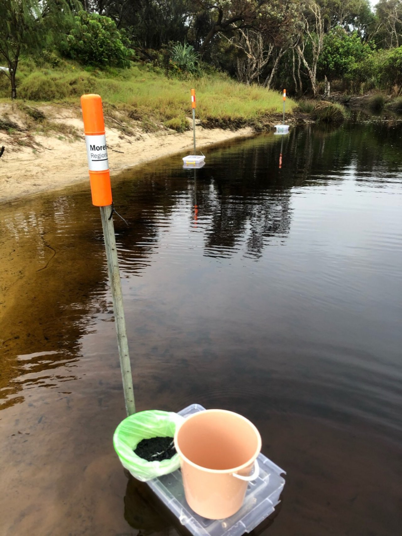 Tadpole trapping in Cane Toad Challenge App spotted by Peter Alexander on 19.02.2021