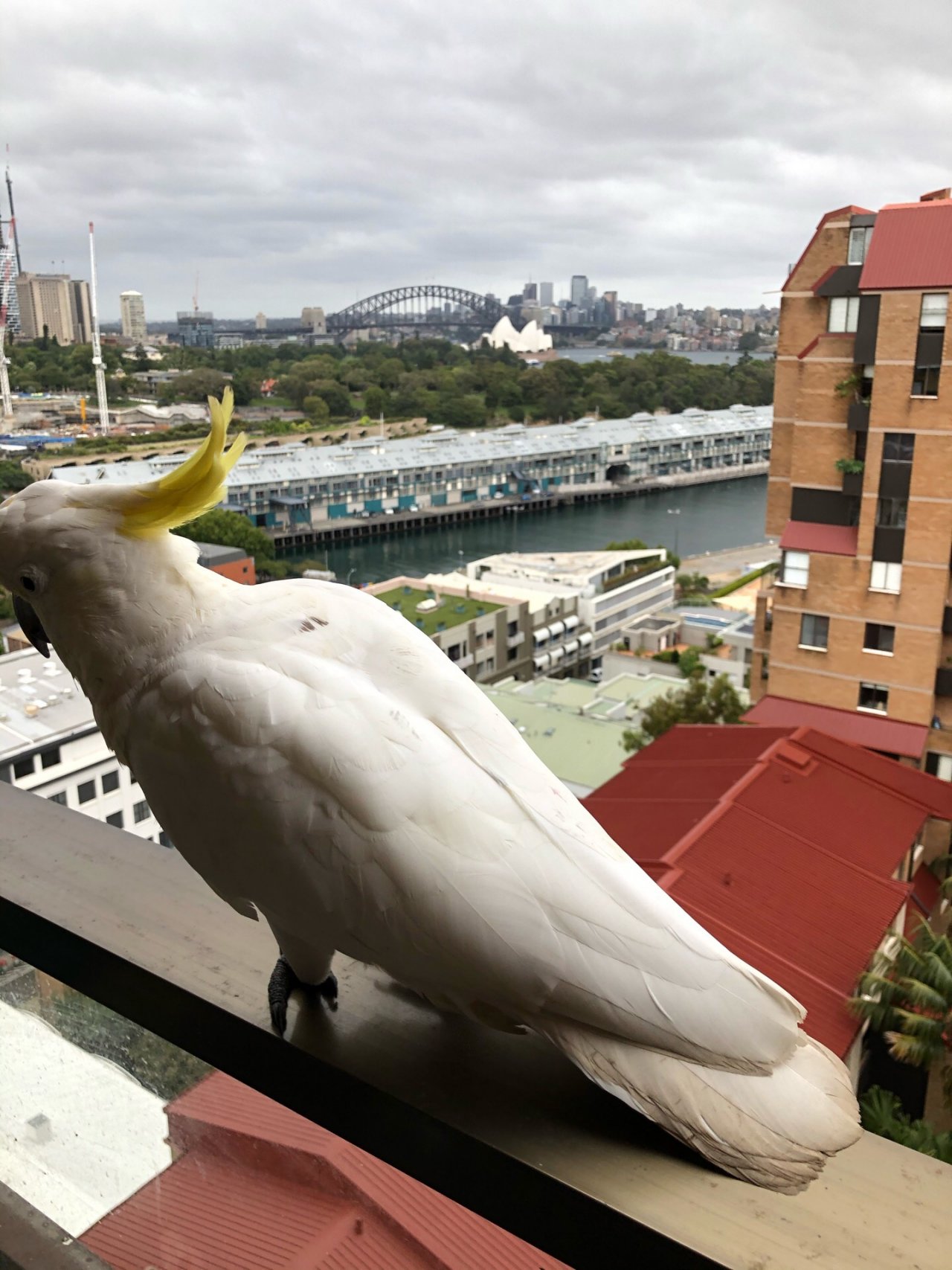 Sulphur-crested Cockatoo in Big City Birds App spotted by Philipp on 25.12.2020