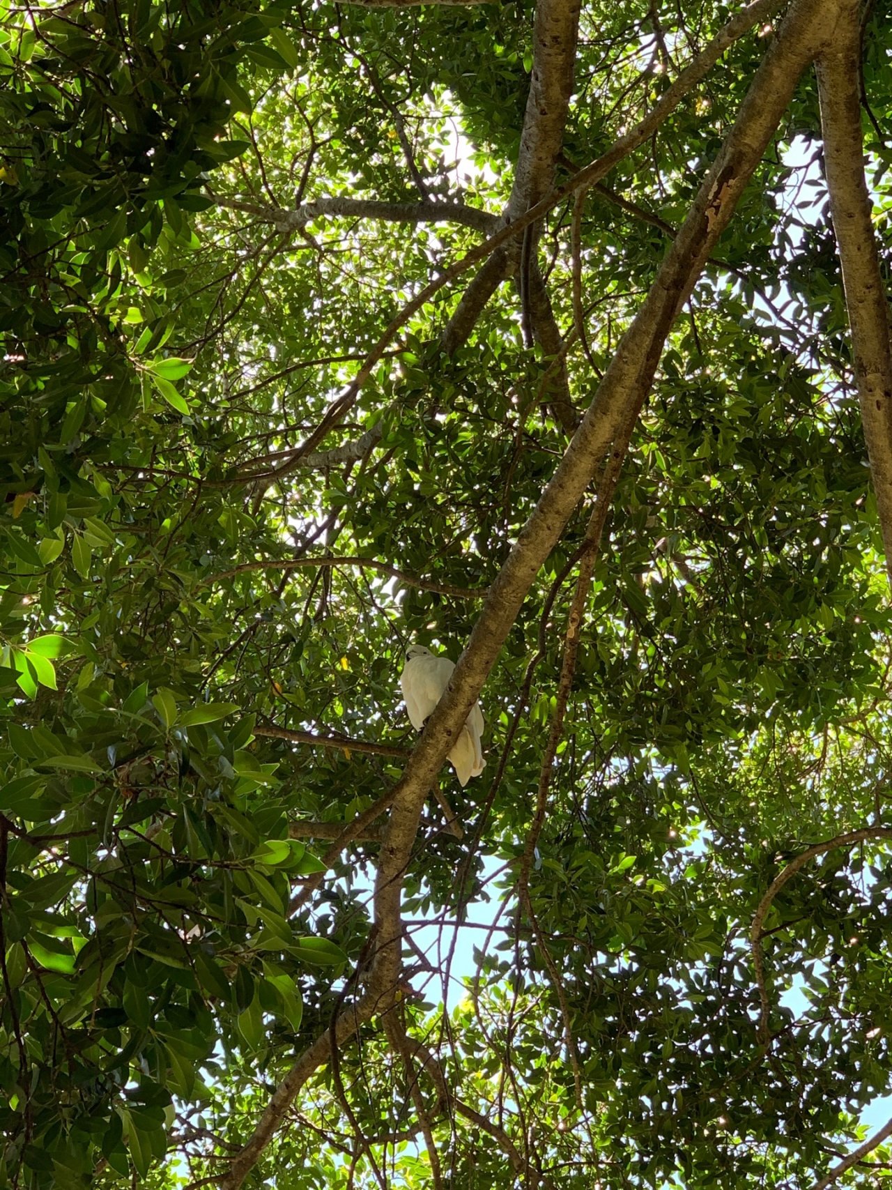 Sulphur-crested Cockatoo in Big City Birds App spotted by Sean Serduk on 23.12.2020