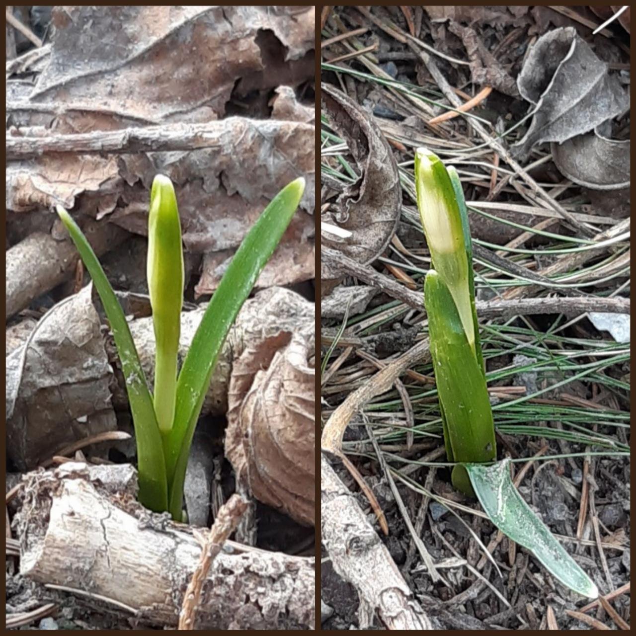 Frühlingsknotenblume in Naturkalender App spotted by Steinbock on 15.02.2021