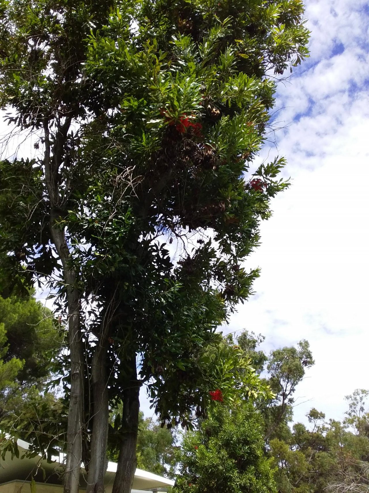 Firewheel Tree in ClimateWatch App spotted by Glenn Pegrum on 08.03.2021