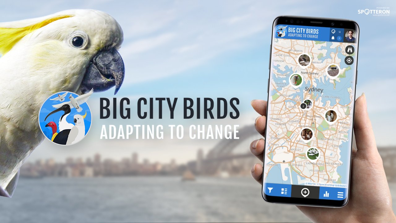 Big City Birds