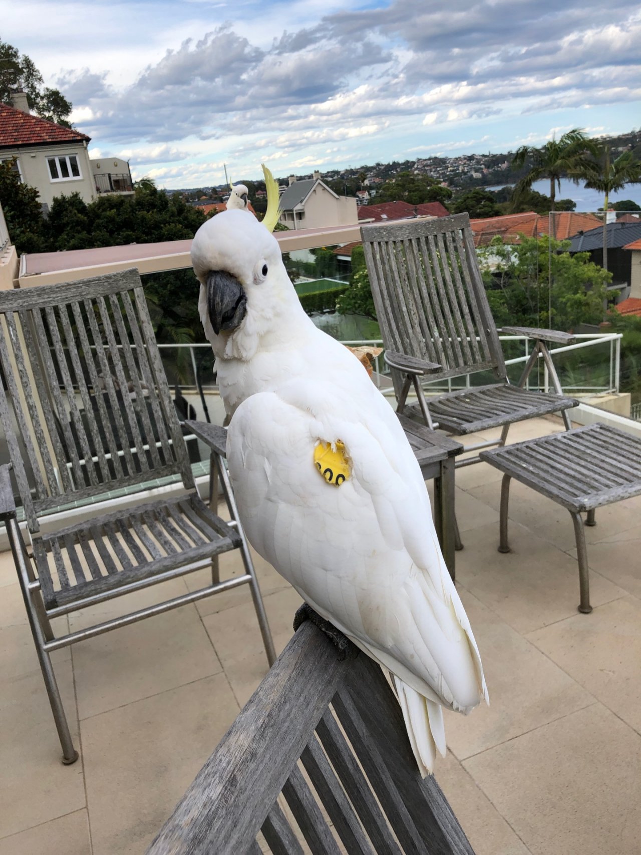 Sulphur-crested Cockatoo in Big City Birds App spotted by Dickpollitt on 22.12.2020