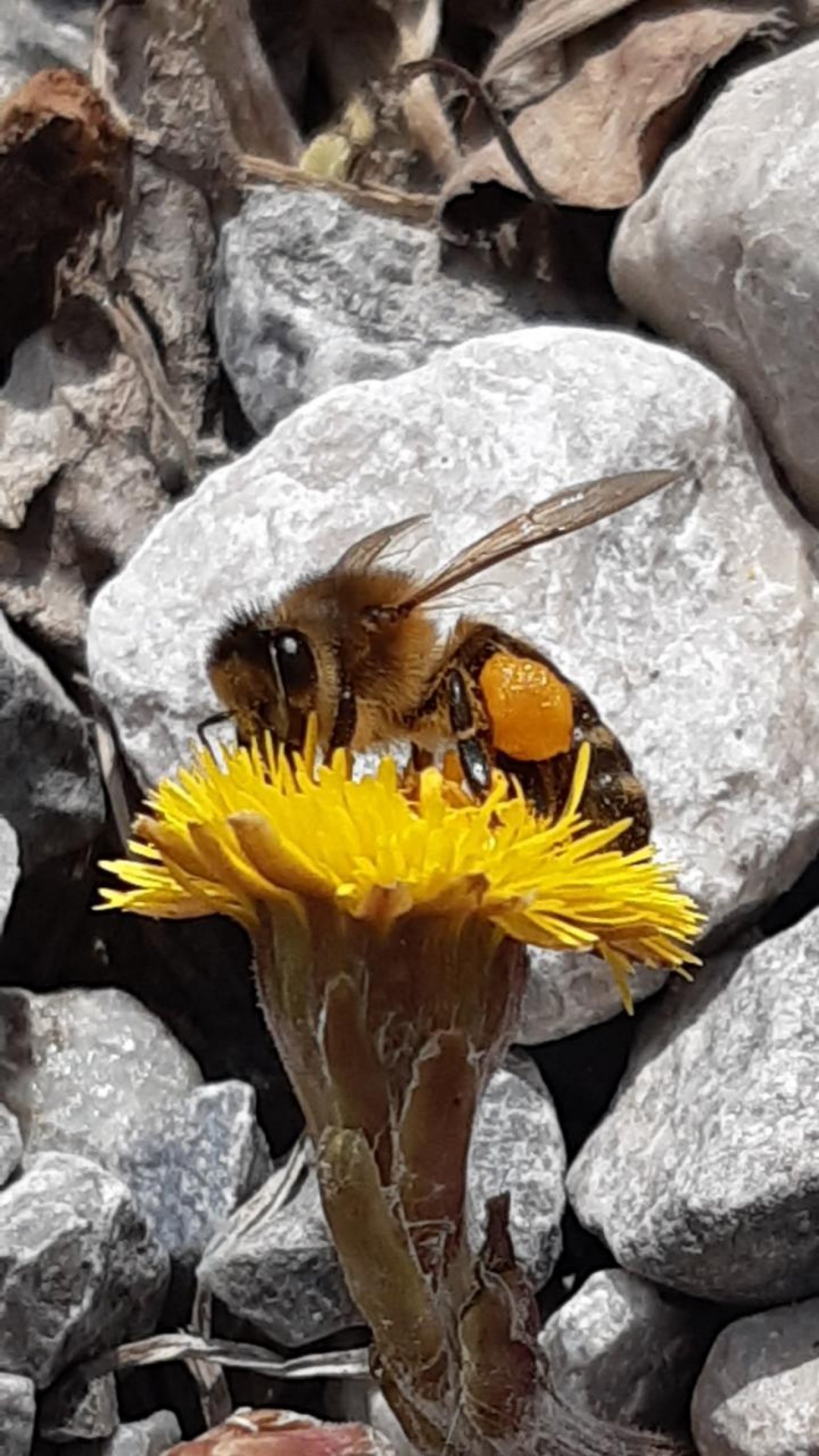 Biene Sammelflug in Naturkalender App spotted by Steinbock on 09.03.2021